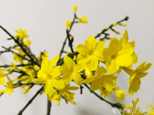 10種花,零下10℃也能過冬,長勢一點不輸南方 10種花,零下10℃也能過冬,長勢一點不輸南方