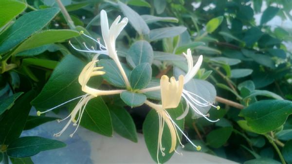 3種“健康花”,可以吸收甲醛!人養花,花養人 3種“健康花”,可以吸收甲醛!人養花,花養人