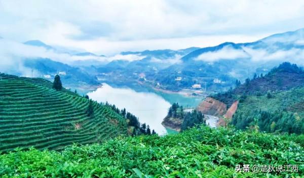 江西這款茶,有人說名字雖不算雅,但喝過一次就會愛上 江西這款茶,有人說名字雖不算雅,但喝過一次就會愛上