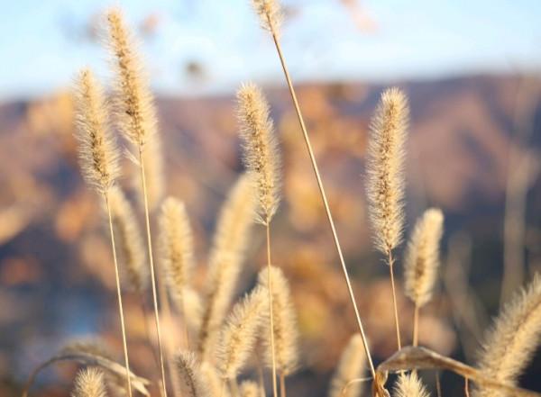 有氣質，看起來溫柔，但骨子裡卻有硬氣的星座：大約這就是情商