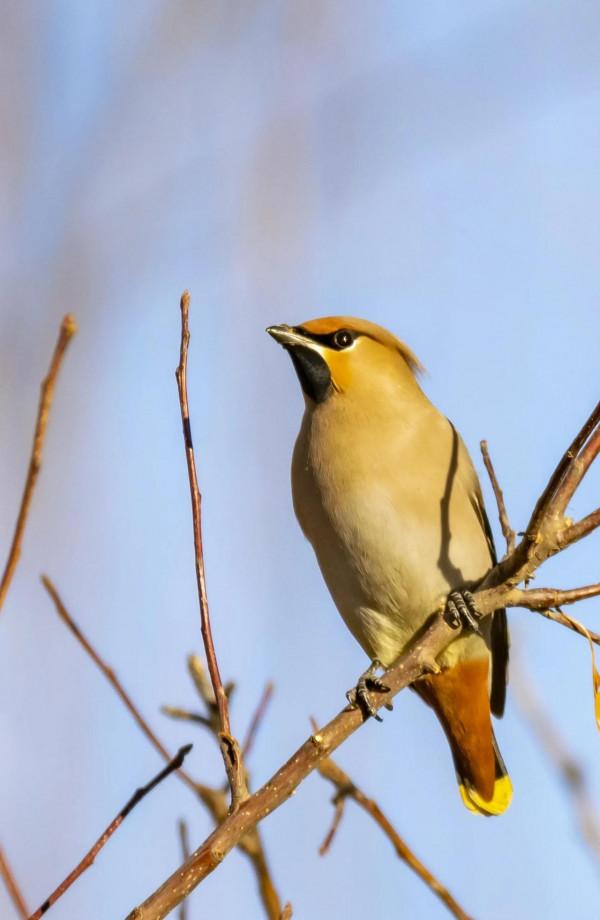 又到拍鳥的季節