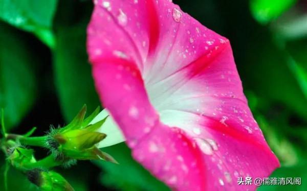 民間故事:買娘 民間故事:買娘