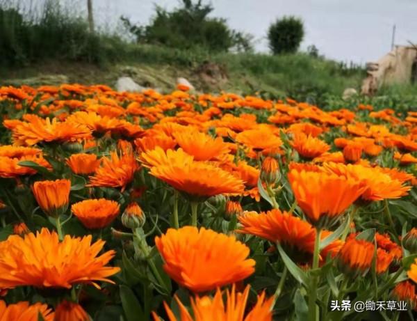 秋冬冗長,你我皆好-金盞菊 秋冬冗長,你我皆好-金盞菊