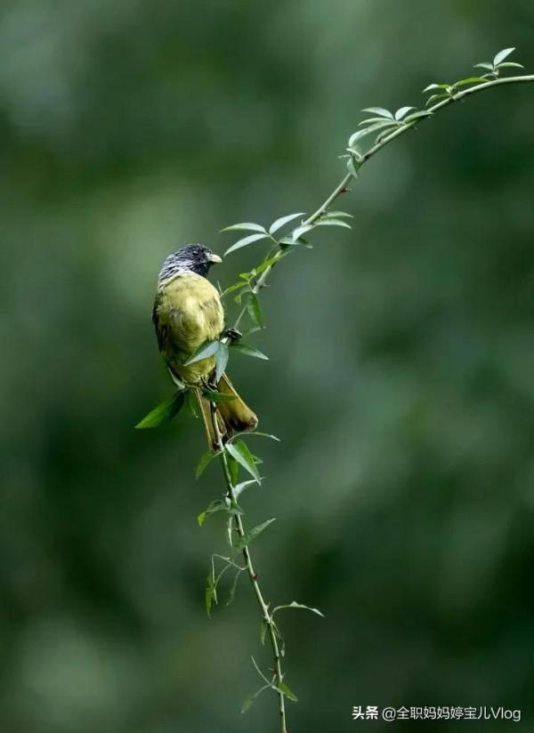 分享——35種罕見的鳥類