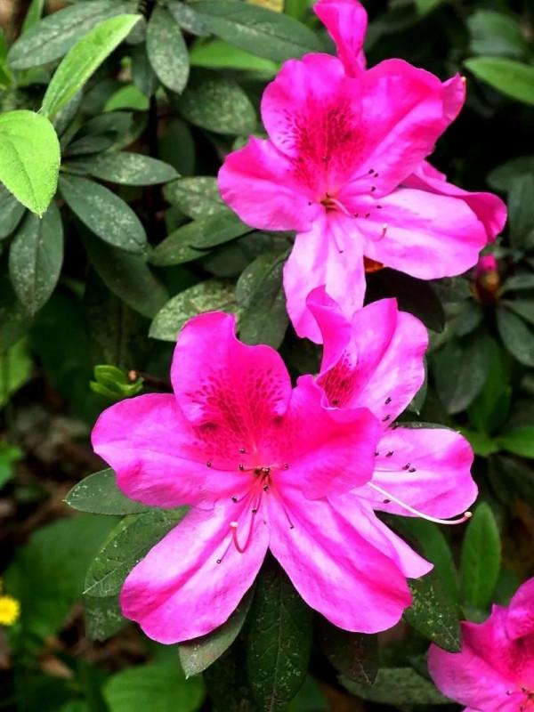 幼兒具備魔術般的吸收能力，可同時學會五國語言也不會感到困難