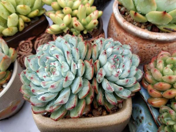 給多肉用鋪面石好處多,可一種常見的大問題卻是鋪面石造成的隱患 給多肉用鋪面石好處多,可一種常見的大問題卻是鋪面石造成的隱患