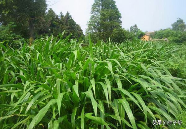 墨西哥玉米草，一畝能頂3~5畝青貯玉米，牛羊愛吃，一年割6~8次