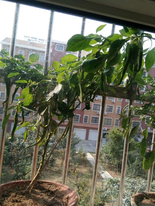 自己動手,豐衣足食,在家裡和車庫前面種的辣椒能自給自足啦 自己動手,豐衣足食,在家裡和車庫前面種的辣椒能自給自足啦