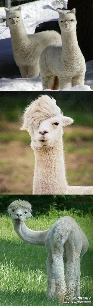 羊駝，真萌