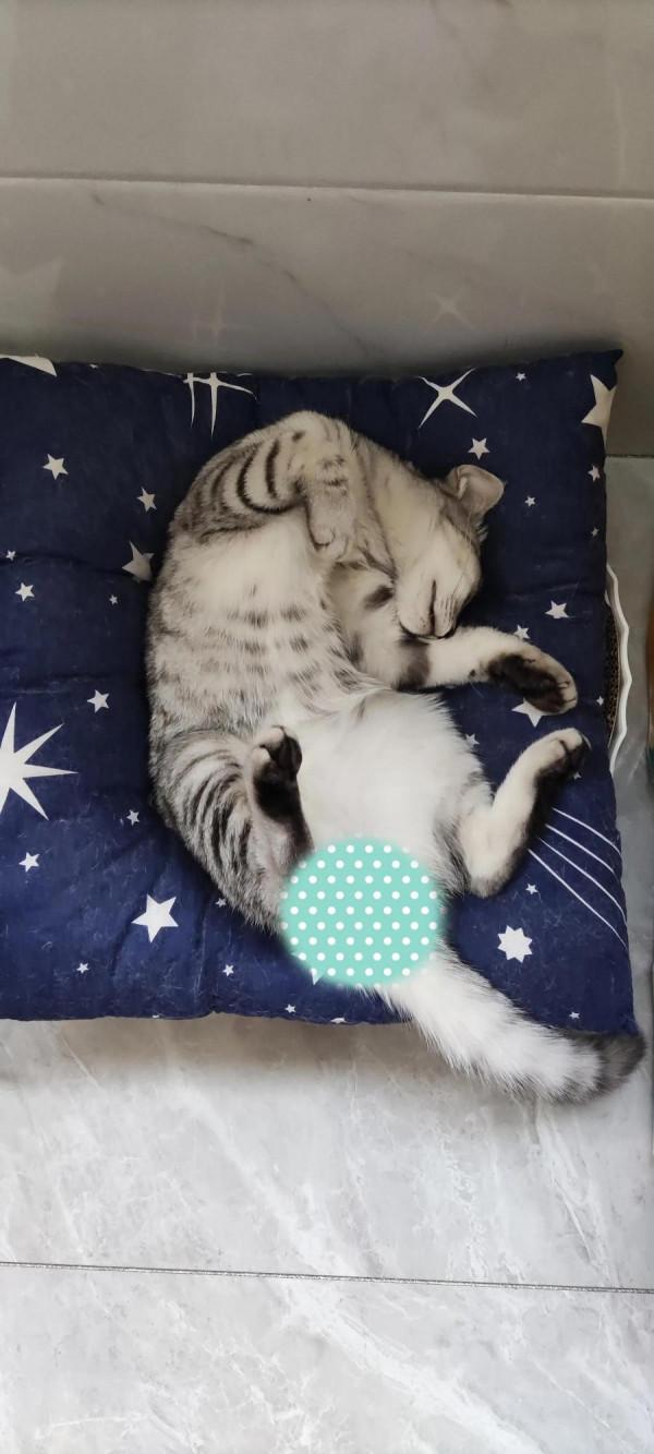 我家二毛美眉的日常（睡覺篇）