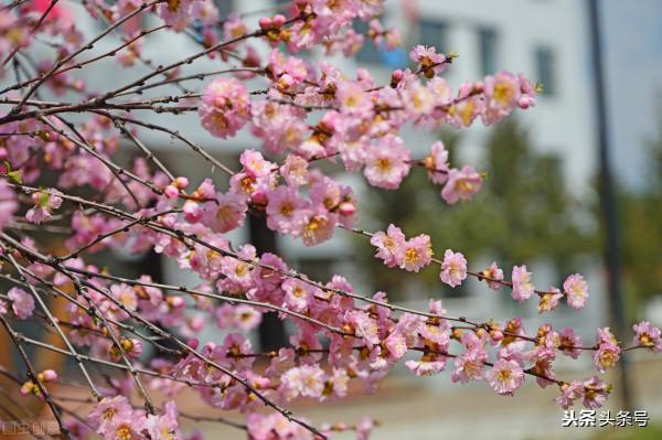 先有爸先有媽 先有爸先有媽