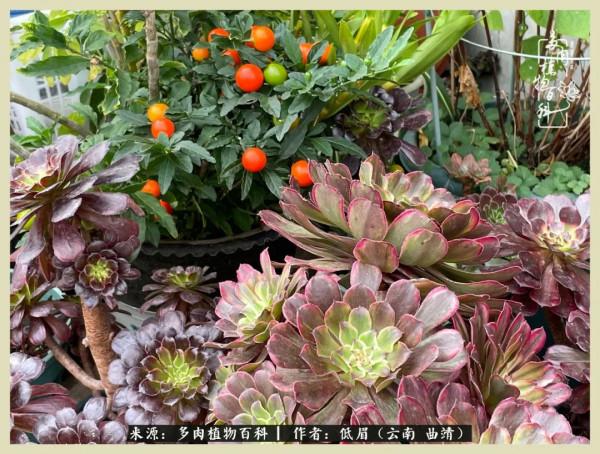 正是花好月圓時，再訪楊姐的屋頂花園