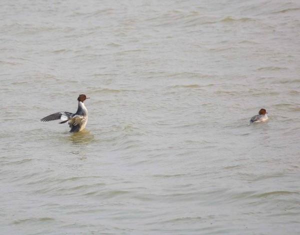 貪婪的銀鷗與勤勞的秋沙鴨