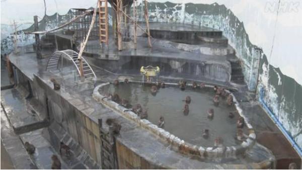 享受！日本猴子泡露天溫泉過冬 遊客大呼可愛(圖)