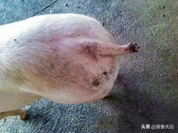 豬總是咬尾巴怎麼辦？原因有這幾點，主要還是這樣解決
