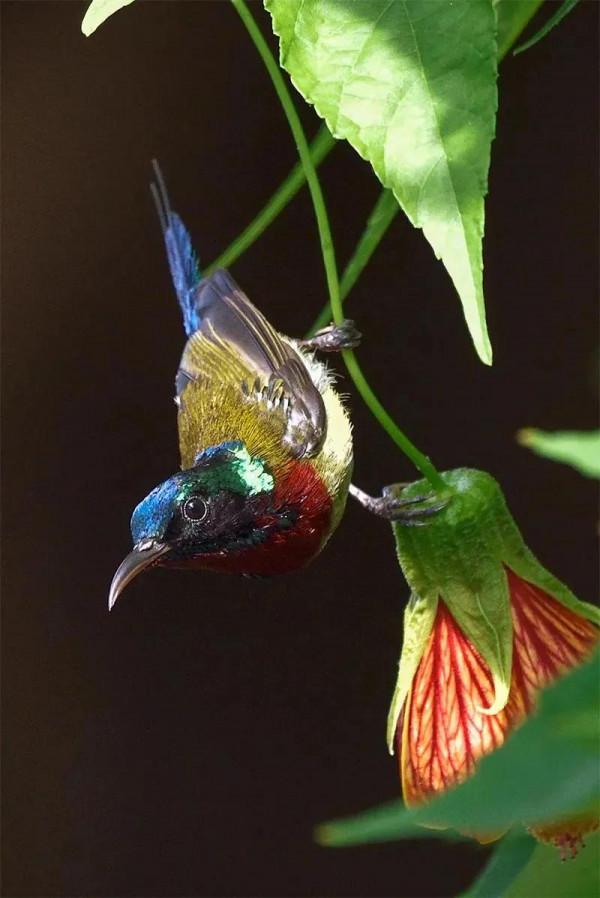 分享圖片,色彩斑斕,美麗無比的太陽鳥 分享圖片,色彩斑斕,美麗無比的太陽鳥