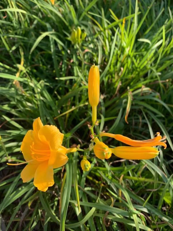 昕之語|膚白、貌美的村花,嫁給923的“油鬼子” 昕之語|膚白、貌美的村花,嫁給923的“油鬼子”