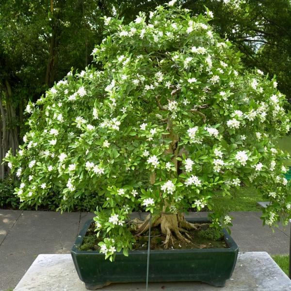 在家養九里香，抓住哪些要點是“頭等大事”？