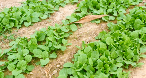 菜園蝸牛危害大，難防治？2個方法，跟著做，輕鬆防蟲害