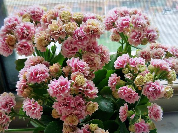 入秋一盆水，休眠的花“醒了”，猛長大花苞