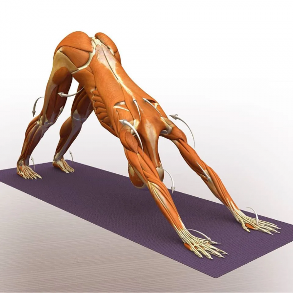 練瑜伽，這些解剖常識你要知道（附28個常見體式解剖圖）