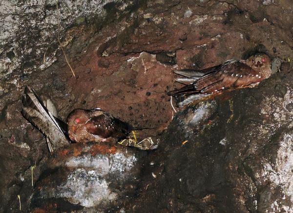 這種鳥被譽為行走的油包,儘管吃素但因為太胖,常被捉來熬油 這種鳥被譽為行走的油包,儘管吃素但因為太胖,常被捉來熬油