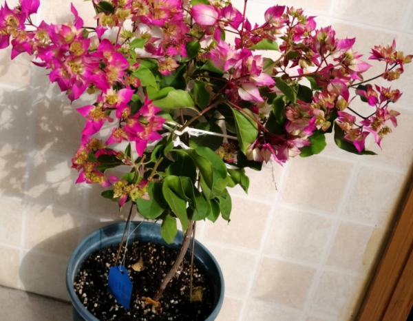 一般人養這4種植物,到了冬天“重剪”,來年才能長得花葉繁茂 一般人養這4種植物,到了冬天“重剪”,來年才能長得花葉繁茂