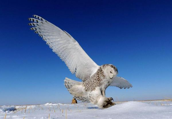 1988年,男子打獵救下貓頭鷹,半年後,貓頭鷹帶著特殊禮物來報恩 1988年,男子打獵救下貓頭鷹,半年後,貓頭鷹帶著特殊禮物來報恩