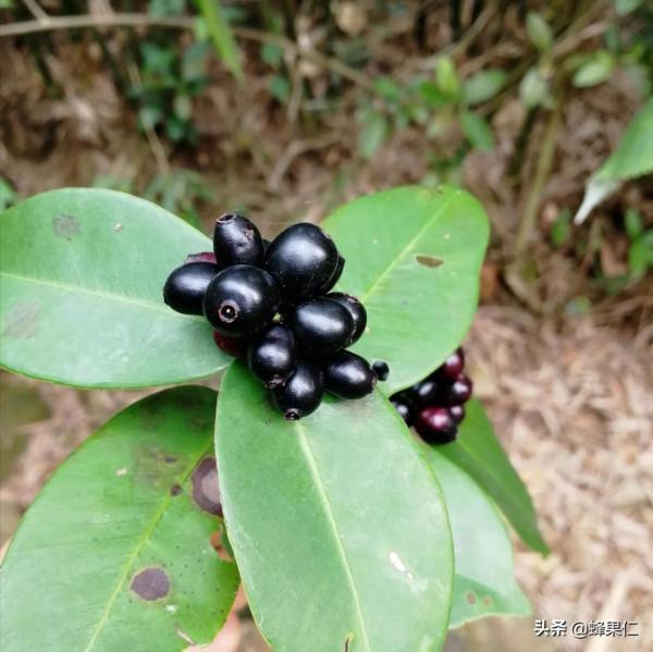 農村這25種能吃的野果都是童年的回憶,現在越來越少你還記得嗎? 農村這25種能吃的野果都是童年的回憶,現在越來越少你還記得嗎?