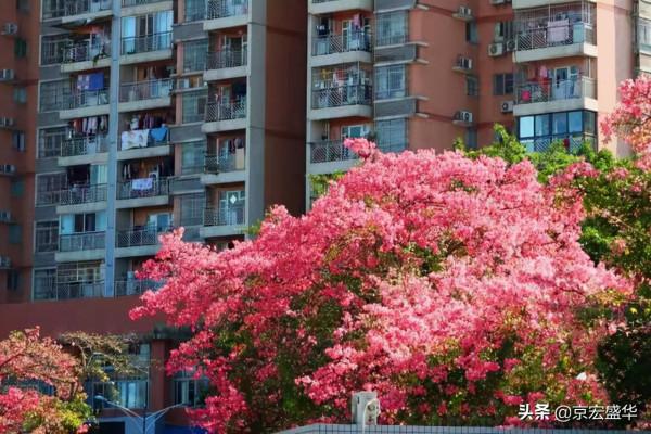 廣東大冬天路邊怒放的花，太美了！忍不住停下腳步觀賞