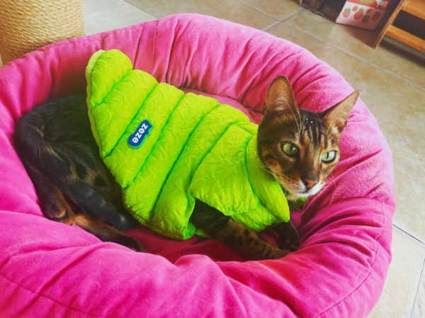 穿上馬甲我就不認識你了？