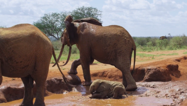 非洲特大旱災，動物屍橫遍野，50歲大象女王用智慧拯救族群