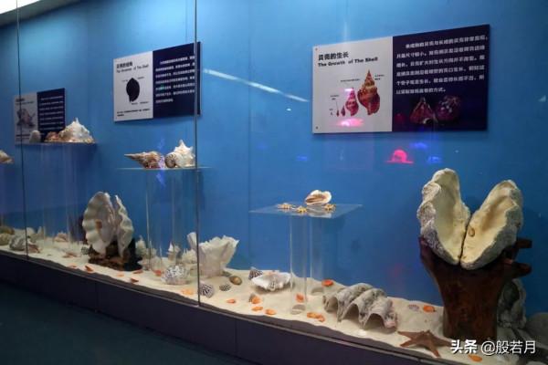 7319顆珠子,引出全球最大黑市,來自千年前的海底靈玉 7319顆珠子,引出全球最大黑市,來自千年前的海底靈玉