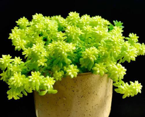 12月養6種“年宵肉”,寓意好又好養,養在家裡,春節很“喜慶” 12月養6種“年宵肉”,寓意好又好養,養在家裡,春節很“喜慶”