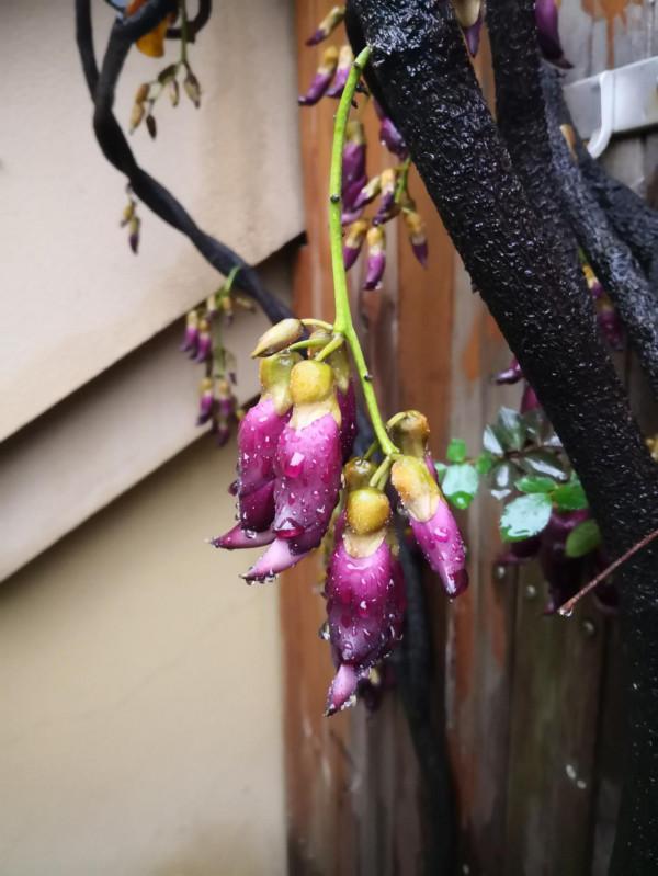 禾雀花：猶如禾雀飛舞