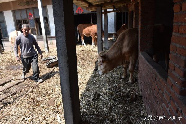 種500畝草、養200頭牛、年收益近260多萬、帶動40多農戶養牛創富 種500畝草、養200頭牛、年收益近260多萬、帶動40多農戶養牛創富