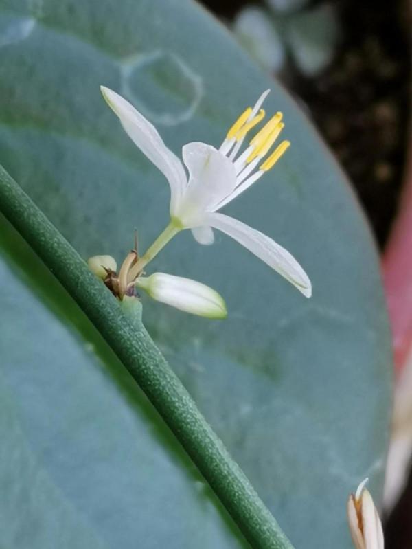 優雅恬美的小白花