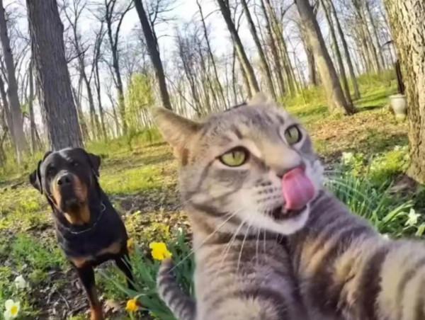 一隻愛自拍的貓貓 一隻愛自拍的貓貓