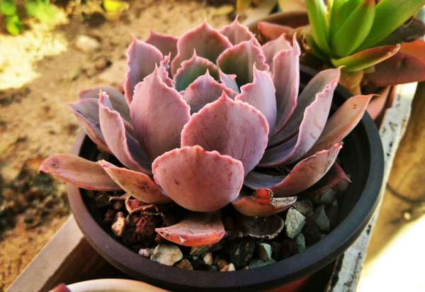 多肉薄葉“三仙”該怎麼養？掌握住技巧，盆栽輕鬆出狀態