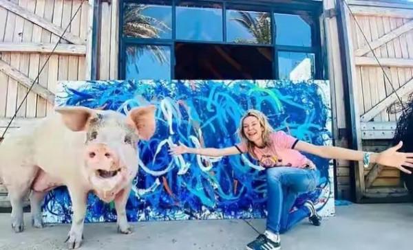 天才豬畫家，改寫了“笨豬”時代