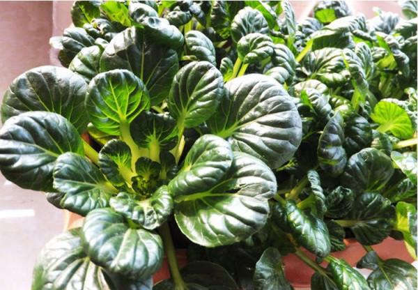 冬天種蔬菜首先這“8種”，不怕冷長得快，吃了一茬又一茬