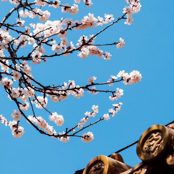 人生本過客，得失皆隨緣