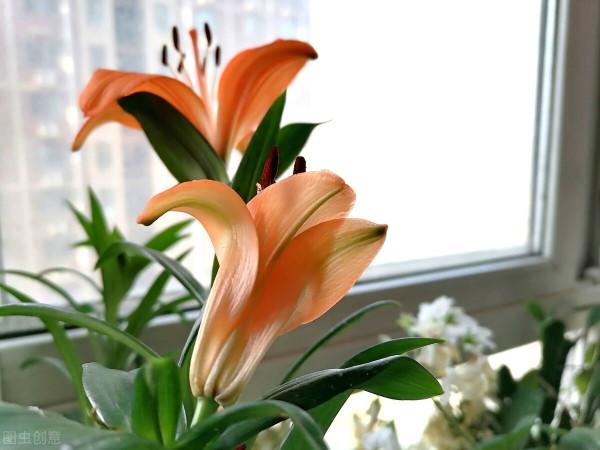 節後再忙，也要去一趟花市，這6種花給錢就賣，適合“撿漏”