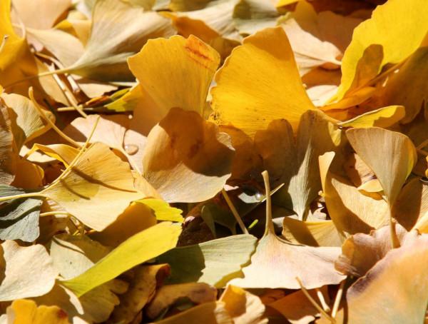 一場風雪,北京釣魚臺鋪就“金色大道” 一場風雪,北京釣魚臺鋪就“金色大道”