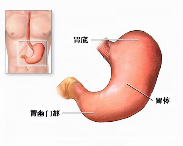 兩味中藥，健脾祛溼，先補後通，升清濁降，開合有度，脾胃得佳