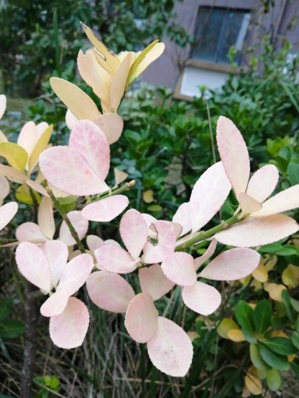 這樣的黃楊見過嗎? 這樣的黃楊見過嗎?