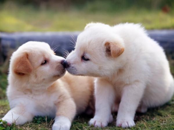 養公狗和養母狗的區別，看完才知道怎麼選擇