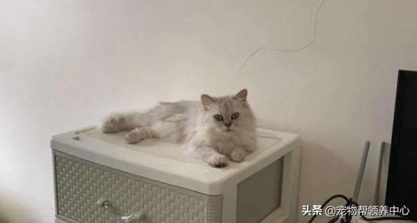 鄰居借貓砂，驚歎喜歡房間風格，主人尷尬回應