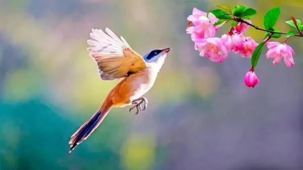 分享圖片&mdash;&mdash;山清水秀 鳥語花香