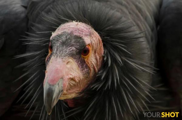 北美最大的鳥，竟然不需要“男的”了？